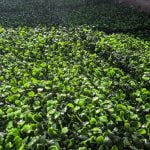 ARTIFLORA Backyard Privacy Fence