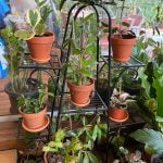 HARIYO Multilayer Plant Shelf
