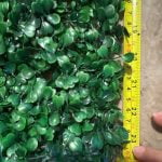 ARTIFLORA Backyard Privacy Fence