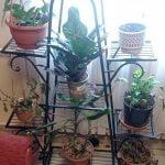 HARIYO Multilayer Plant Shelf