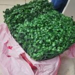 ARTIFLORA Backyard Privacy Fence