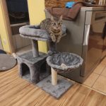 FURFAM Small Cat Tree Tower