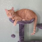 SKRY 54.5" Scratching Cat Tree