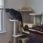 SKRY 54.5" Scratching Cat Tree
