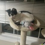 SKRY 54.5" Scratching Cat Tree