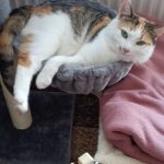 FURFAM Small Cat Tree Tower