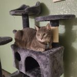 SKRY 54.5" Scratching Cat Tree