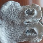 COMFYLITE U-Shaped Seat Cushion