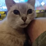 MAGICTOR HY300 Smart Projector